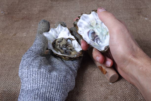 istock Oyster opening. Hands with oyster knife. 671721290