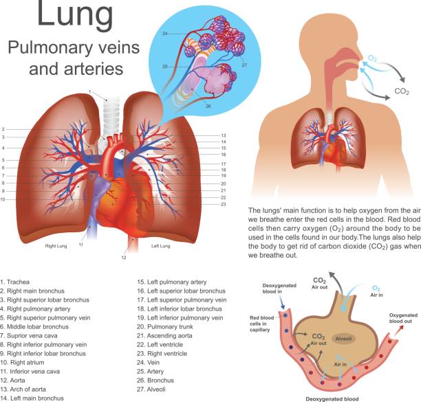 illustrations, cliparts, dessins animés et icônes de poumon. - planche médicale