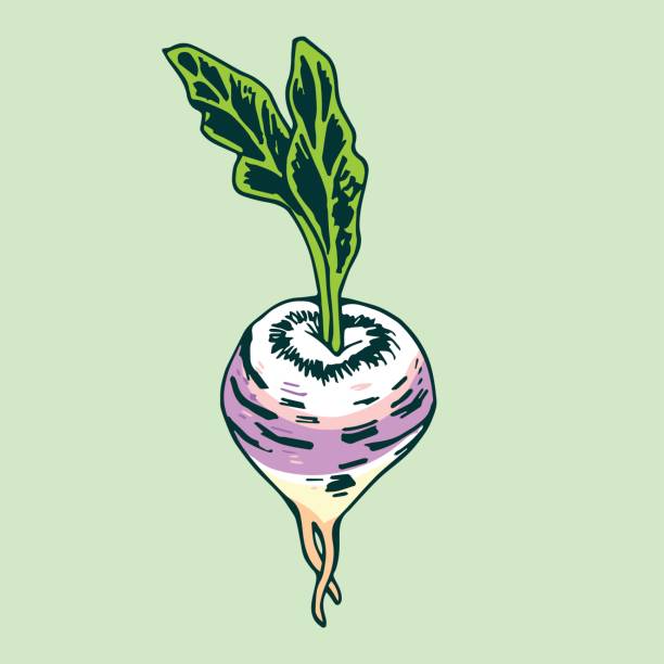 Turnip vector art illustration