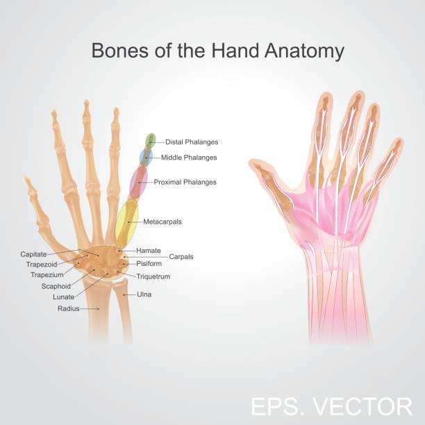 Bone of the hand anatomy. Fingers contain some of the densest areas of nerve endings on the body, and are the richest source of tactile feedback. They also have the greatest positioning capability of the body, thus the sense of touch is intimately associated with hands.  Vector graphic. prehensile tail stock illustrations