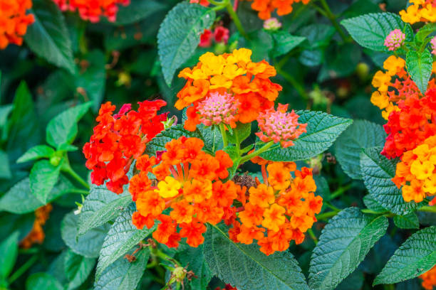 istock Closeup to Lantana Camara Flowers with Leafs 671724568
