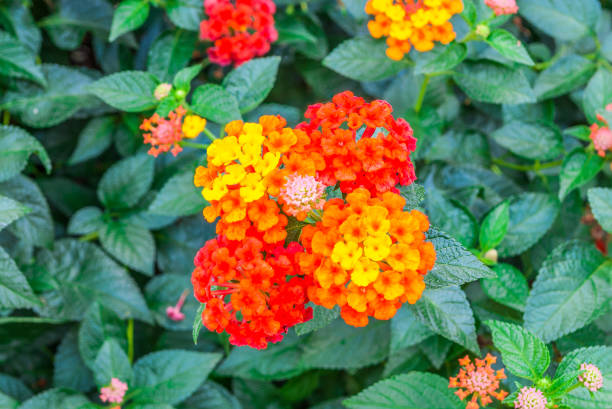 istock Closeup to Lantana Camara Flowers with Leafs 671726444