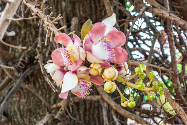 istock Closeup to Shala Flower, Cannonball tree [Shorea Robusta] 671727142