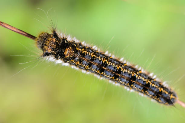 istock Hairy caterpillar of butterfly silkworm 671727882