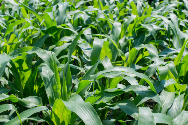 istock a green corn field, farming field 671730302