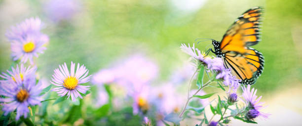 istock Monarch Butterfly Resting on Aster Flower in Field 671730414