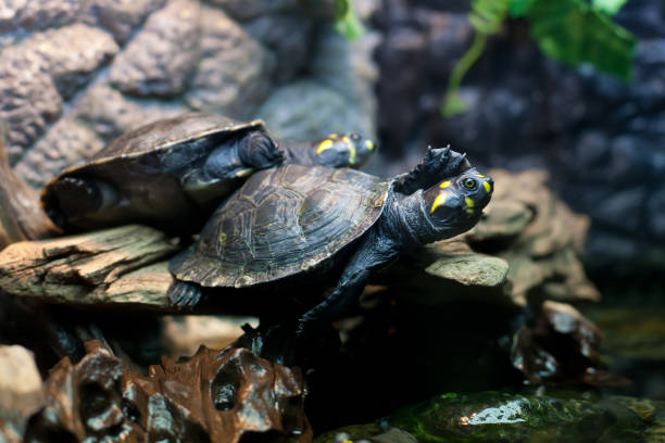 istock two  aquatic turtles resting on a rock . 671730576