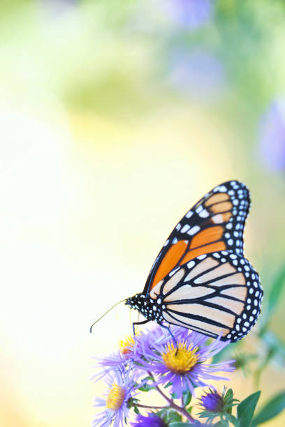 istock Monarch Butterfly Resting on Aster Flower in Field 671731122