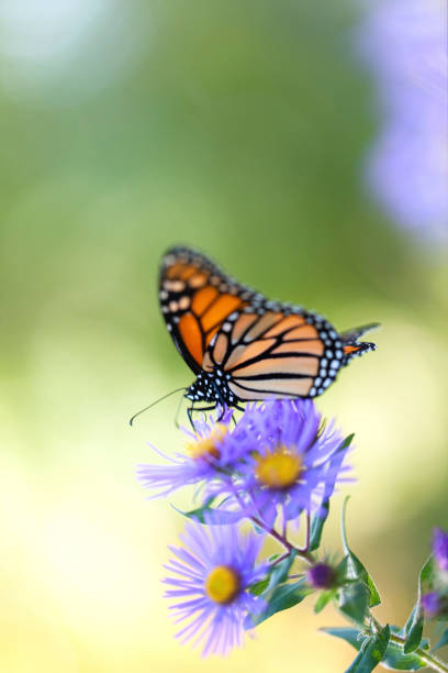 istock Monarch Butterfly Resting on Aster Flower in Field 671731196