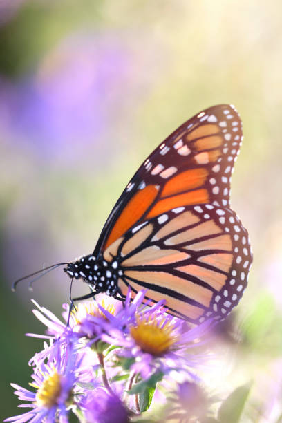 Monarch Butterfly Resting on Aster Flower in Field