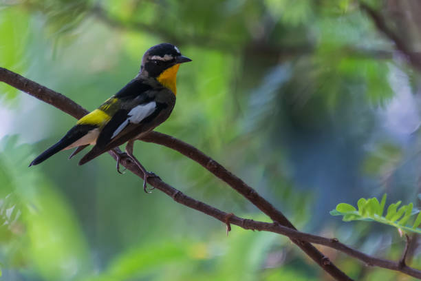 istock Yellow-rumped Flycatcher Bird 671731288