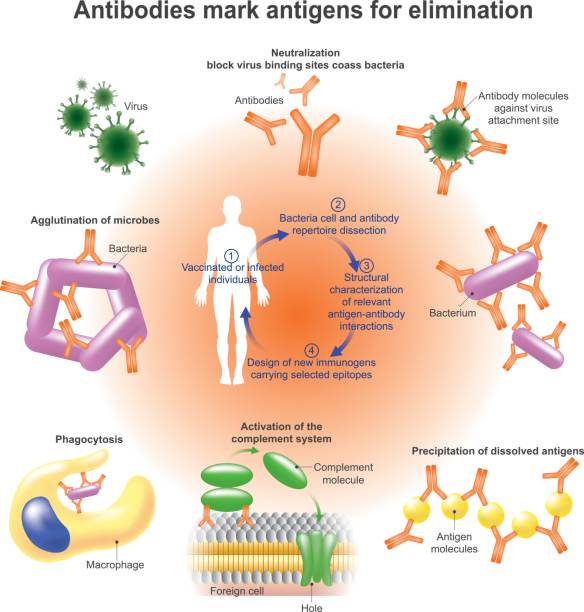 Antibody. An antibody (Ab), also known as an immunoglobulin is a large, Y-shaped protein produced mainly by plasma cells that is used by the immune system to identify and neutralize pathogens such as bacteria and viruses. Vector graphic. phagocytosis diagram stock illustrations