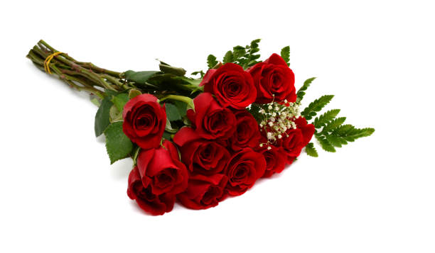 istock beautiful single red rose isolated on white background 671734796