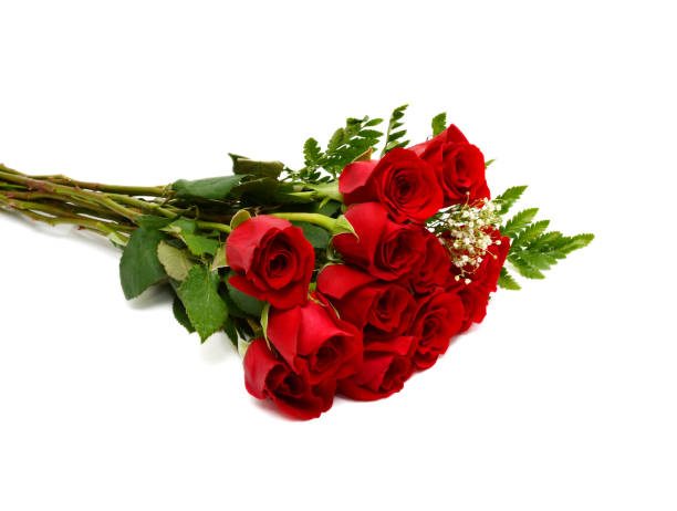 istock beautiful single red rose isolated on white background 671737294