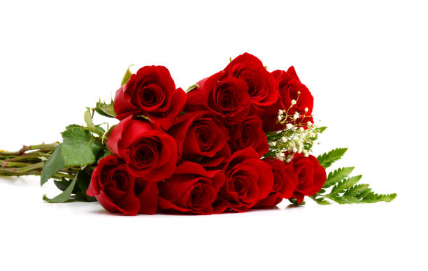 istock beautiful single red rose isolated on white background 671737352