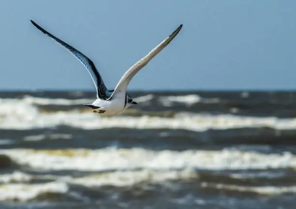 After the storm the seagulls fly to hunt for fish, which did not have time to go to the depth of the sea.