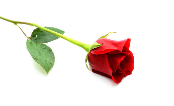 istock beautiful single red rose isolated on white background 671740396