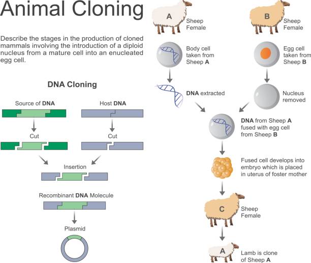 Animal Cloning Stock Illustration - Download Image Now - Cloning, Sheep, Animal - iStock Animal Cloning Stock Illustration - Download Image Now - Cloning, Sheep, Animal - iStock