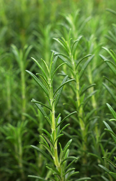 istock Green fresh rosemary spicy herb sprouts 671744078