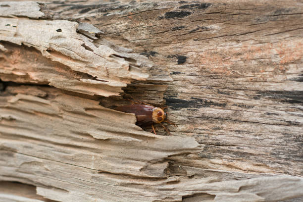 cockroach on wood floor background