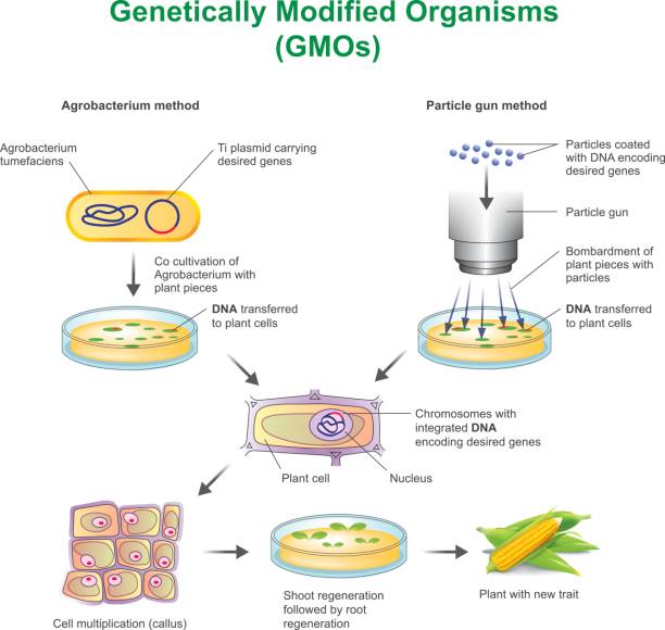 Genetically Modified Organisms. Genetically modified organism (GMO) is an organism or microorganism whose genetic material has been altered to contain a segment of DNA from another organism. Vector graphic. genetically modified food stock illustrations
