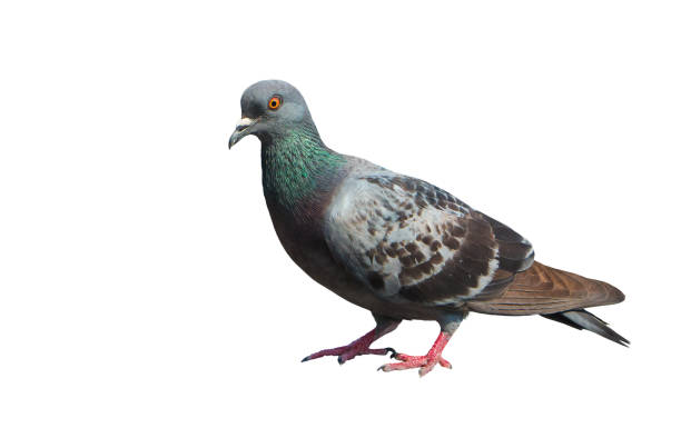istock Isolated standing Dove, Pigeon 671750684
