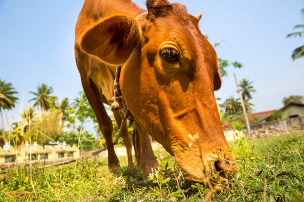 istock Little calf mug eating grass closeup 671753714