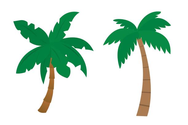 Set of cartoon palms with brown trunk and green leafs painted by flat design - vector illustration isolated on white background Set of cartoon palms with brown trunk and green leafs painted by flat design - vector illustration isolated on white background palm tree cartoon stock illustrations