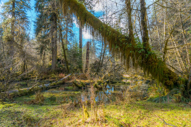 istock Swamp in the winter rainforest. Tree trunks covered with moss. 671757058