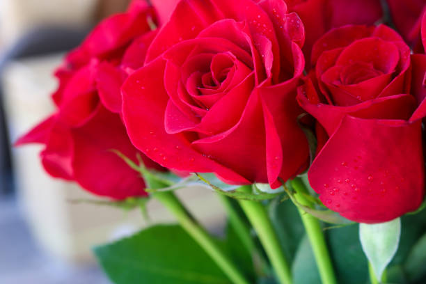 istock Close up of red roses. 671757644