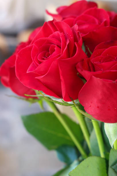 istock Close up of red roses. 671760348