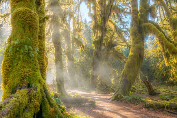 Hoh Rain Forest, Olympic National Park, Washington state, USA