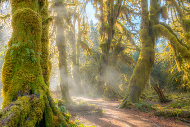 fairy forest is filled with old temperate trees covered in green and brown mosses. - tree area footpath hiking woods imagens e fotografias de stock