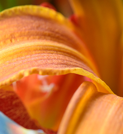 A macro image of a petal of a daylilly with a narrow focus on the foreground