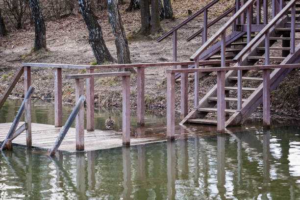 Wild duck on a wooden platform, covered with spring flood water. The platform is used for winter swimming. Wooden stairs lead to the platform from the steep coast of the pond or a lake.