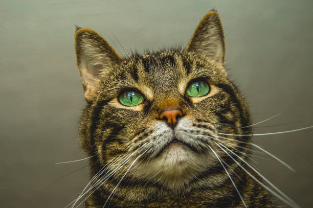 istock Green Eyed Cat 671764126