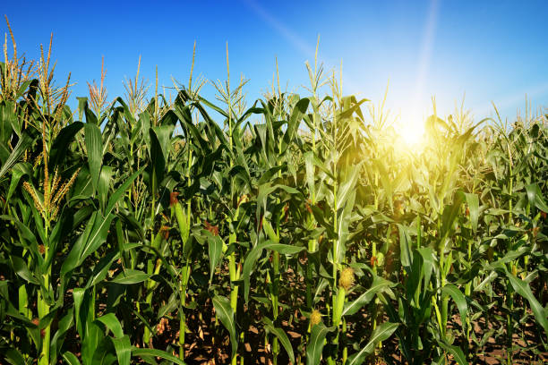 istock Ripe corn stalks on the field. 671764816