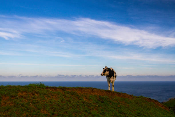 Cow on Sao Miguel