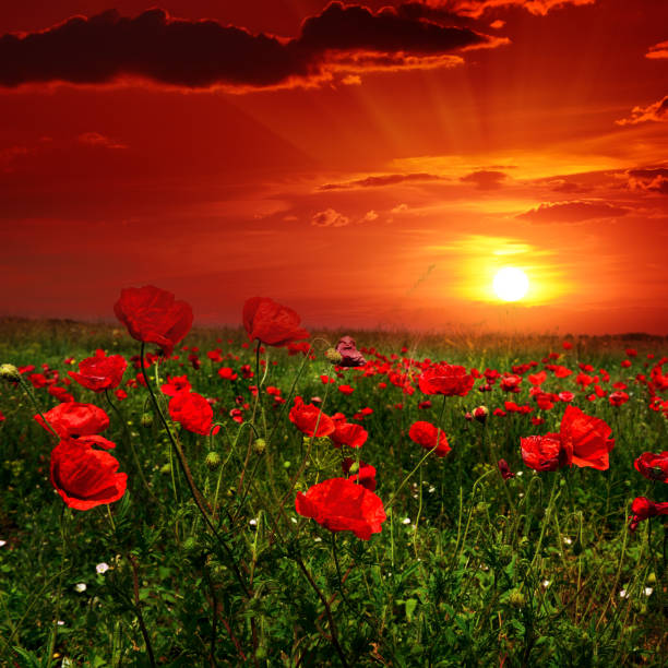 Bright sunrise in poppy field and red sky