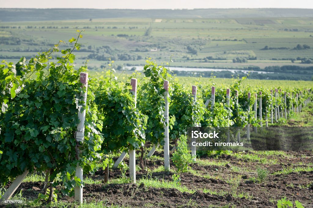 Perspective shot of a summer vineyard at daylight Moldova Stock Photo