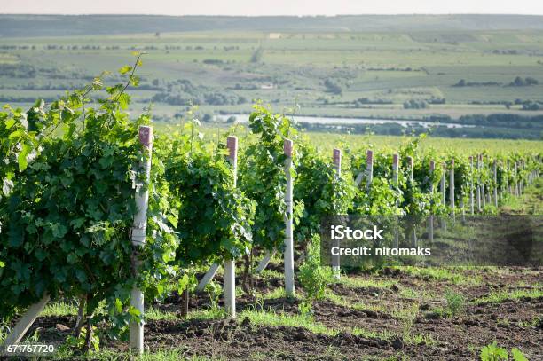 Perspective Shot Of A Summer Vineyard At Daylight Stock Photo - Download Image Now - Moldova, Vineyard, Above
