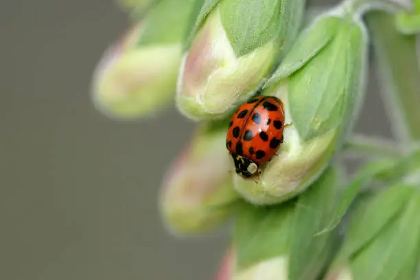 Ladybird