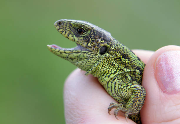 istock Male sand lizard (Lacerta agilis) in a hand 671770554