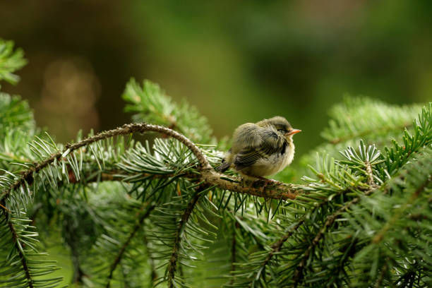 Young winter golden chicken Goldcrest regulidae stock pictures, royalty-free photos & images
