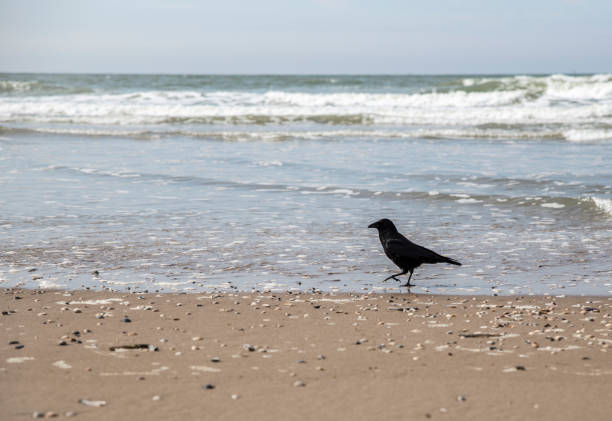 istock Black bird is walking along the shoreline 671773216