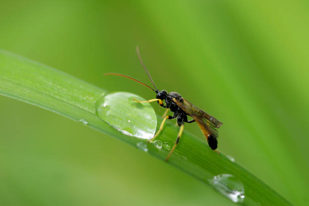 istock ichneumon inquinatus 671773320