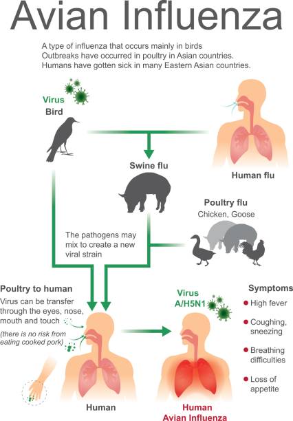 조류 독감입니다. 바이러스 새입니다. - avian flu virus stock illustrations