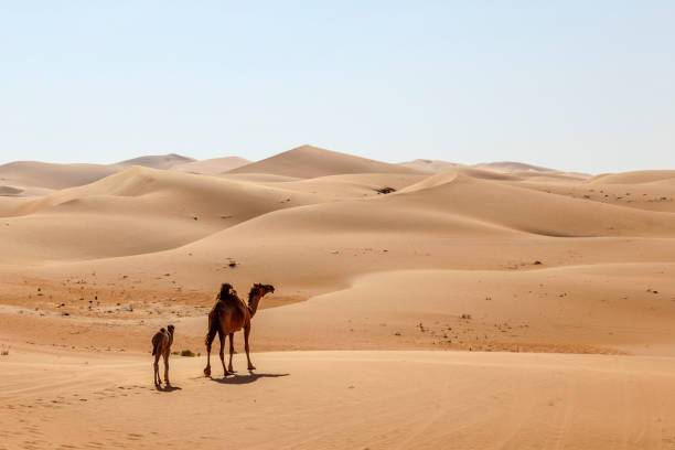 istock Mother camel with calf in the desert 671776530