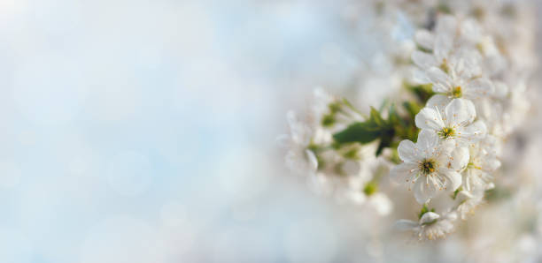 istock Apricot blossom background 671779460