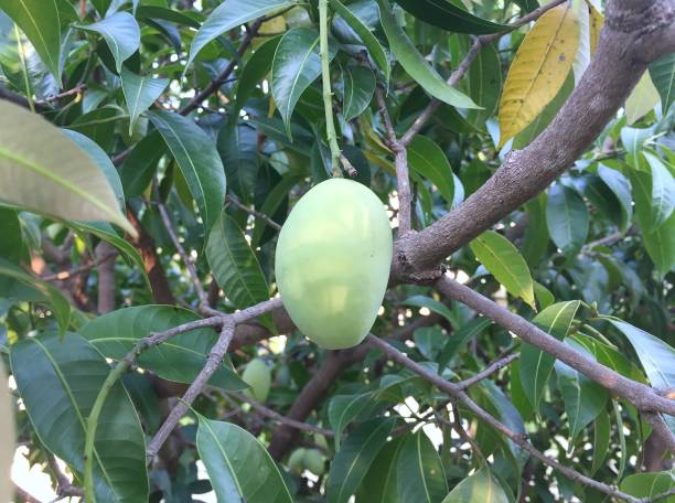 istock A mango tree with full of fruits 671779556